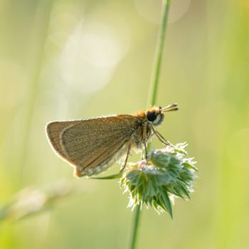 Skipper