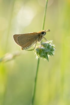 Skipper