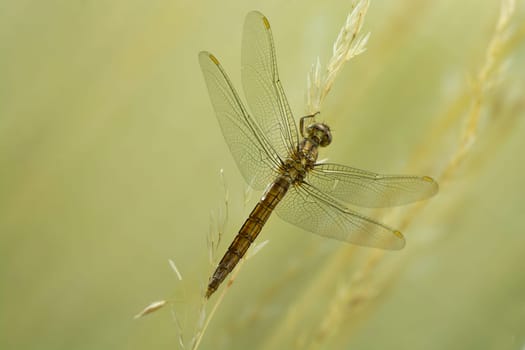 Common heather dragonfly