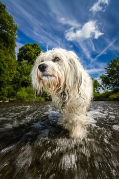 Little white longhair Havanese stands in the river and fights against the current,in the background a blue sky with a few clouds surrounded by trees. Frog perspective taken from the water surface and with an extremely wide angle lens.