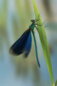 Blue-winged dragonfly