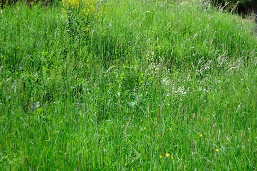 Grass field with flowers and plants