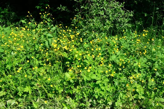 Grass field with plants and flowers