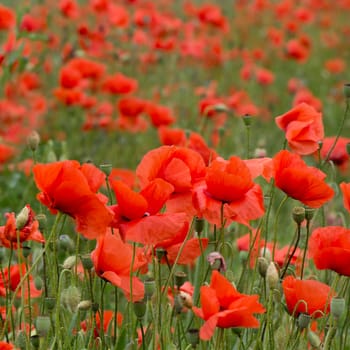 Poppies