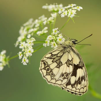 Chessboard butterfly