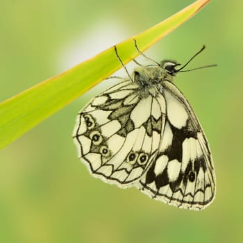 Chessboard butterfly