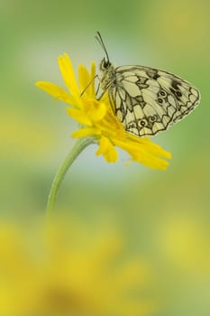 Chessboard butterfly