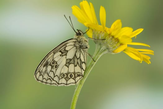Chessboard butterfly