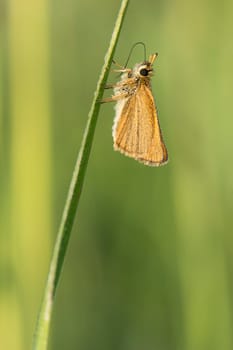 Skipper