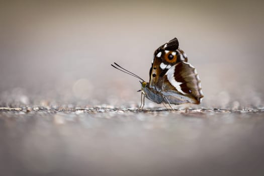 The little butterfly has sat down on the starling to sunbathe. The small butterfly is probably a day peacock's eye.