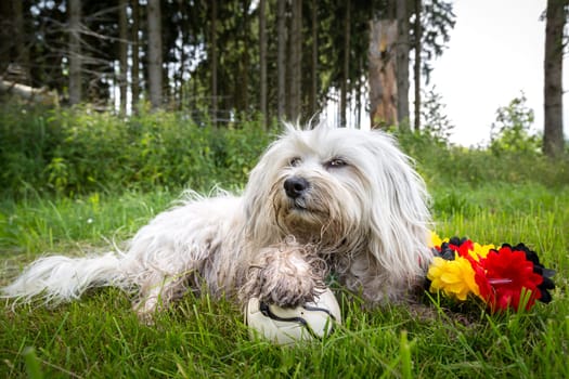Slightly dirty Havanese lies in the grass with a small football and a Germany garland. The dog thus occupies a fixed position in the whole Football World Cup hustle and bustle.