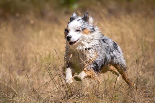A fast Australian Shepherd in Tricolor runs at high speed through a dried-up meadow and looks out of the picture with his blue eyes on the left.