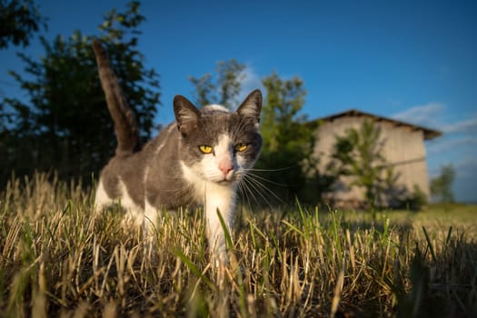 Golden hour and an interested cat,this is how the mouse hunt must look from the point of view of a mouse.