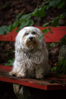 A white slightly dirty Havanese sits in the woods on a dark red bench and looks bored into the camera.