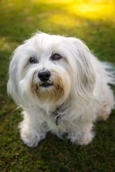 A little white Havanese looks up from the bottom with his dreamy beautiful eyes,who can stand such a dog view.