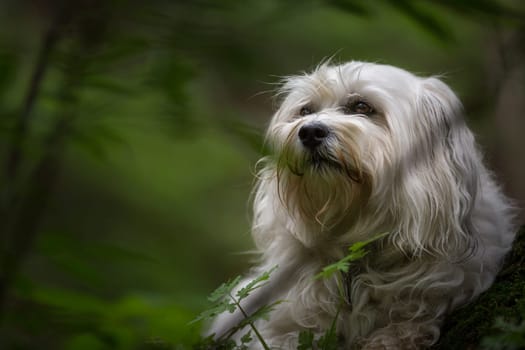 White Havanese lies in the forest on a tree root and looks very attentively into the forest,in the background the trees blur to a gentle shade of green.
