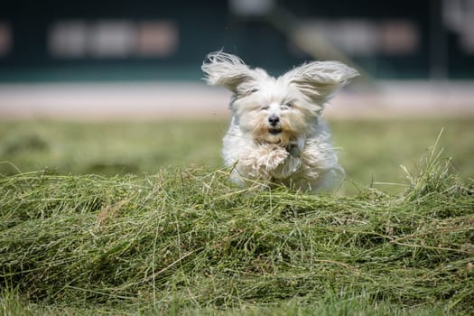 Little white Havanese jumps over freshly stacked house with exposed sail ears.