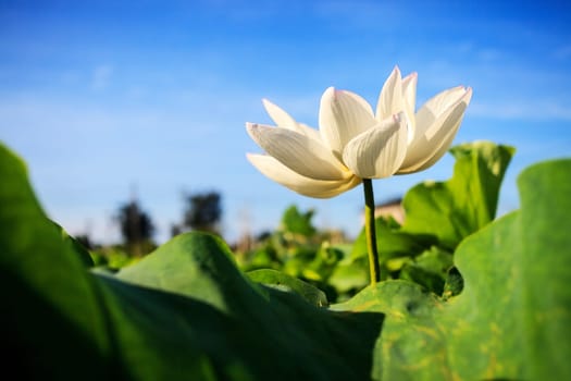 Closeup on lotus petal with copyspace for adv or others purpose use