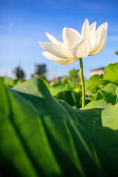 Closeup on lotus petal with copyspace for adv or others purpose use