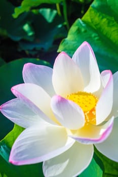 Closeup on lotus petal with copyspace for adv or others purpose use