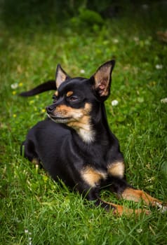 A noble little Prague Rattler lies in the green grass and is well aware of its beauty.