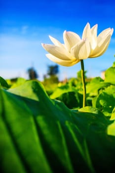 Closeup on lotus petal with copyspace for adv or others purpose use