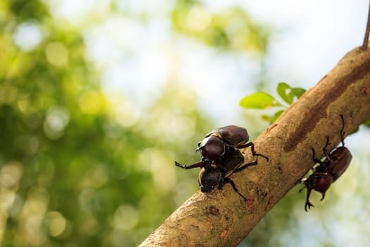 Rhinoceros beetle for adv or others purpose use