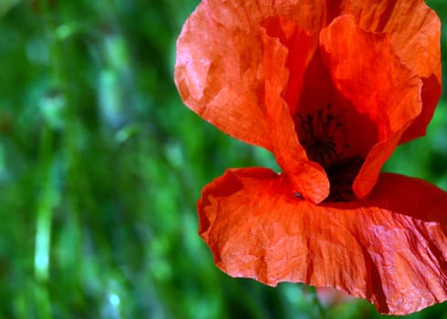 Poppy flower shows her face