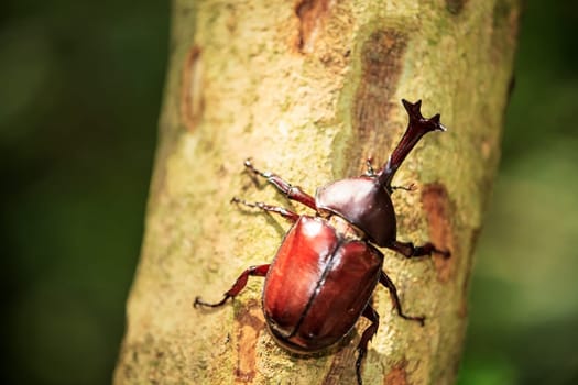 Rhinoceros beetle for adv or others purpose use