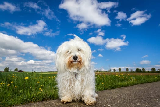 Little white Havanese sits on the street and in the background you can see a great summer landscape with a blue sky.