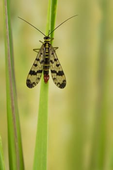 Common scorpion fly