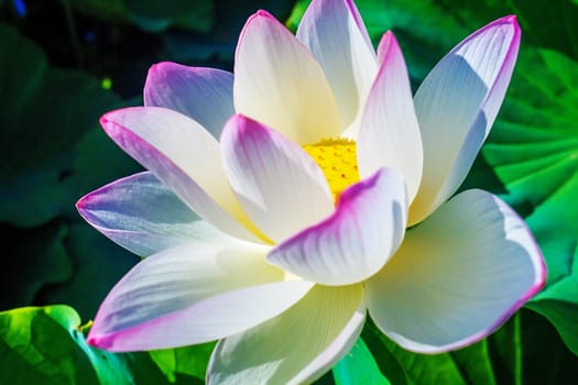 Closeup on lotus petal with copyspace for adv or others purpose use