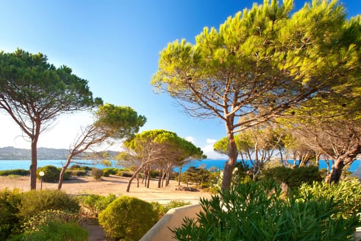 Pines on the beach of Sardinia