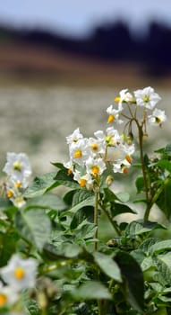 Potato plants in fruit stand