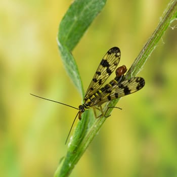 Common scorpion fly