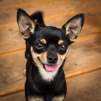 A very small black dog,probably a Prague rattler or dwarf pinscher looks extremely attentively into the camera.