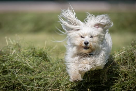 White longhair Havanese flies over stacked hay and looks directly into the camera.