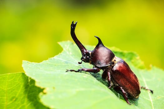 Rhinoceros beetle for adv or others purpose use