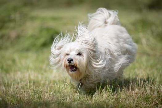 Little white Havanese quickly runs over a freshly mowed meadow.