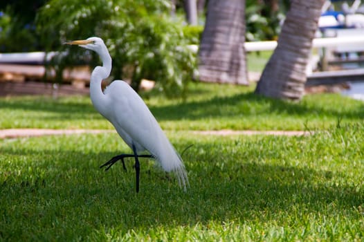 jewelry heron,heron,bird,white,yellow,feet,plumage,color,birds,feather dress,beak,pointed,genus,species,long,legs,stilt legs,beak-base,wetlands,Florida,Everglades,Sanibel,jewelry feathers,beach,shore,coast,sea,sandstran