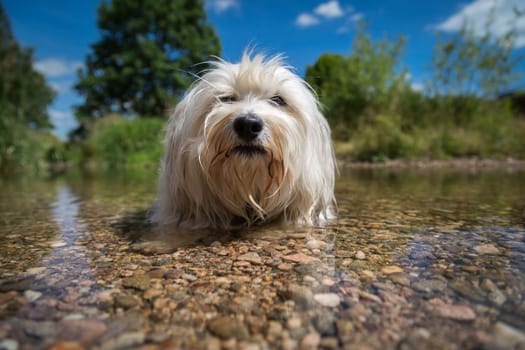 A white Havanese makes room in the water and cools down really hearty on a sunny warm day. Through the water you can see the pebbles and a pot plane water surface.