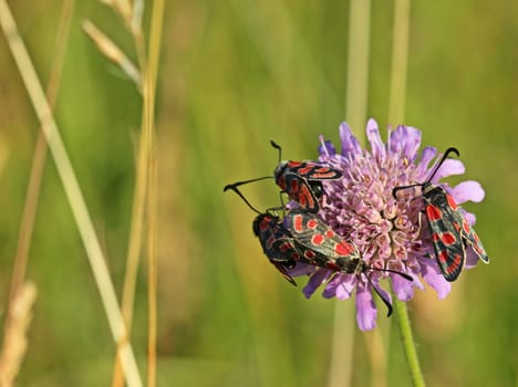 Four Esparsettenwidderchen (Zygaena carniolica) on field-widow flower