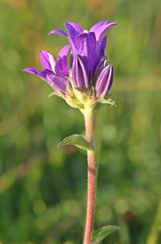 Ballbell bellflower (Campanula glomerata) with jumping tail