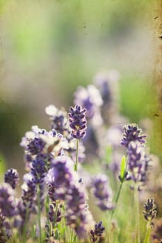 Lavender in the summer field