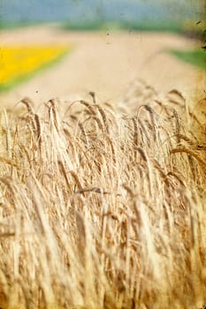 Ripe wheat sowing in the summer