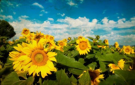 Vintage photo of blooming sunflower field
