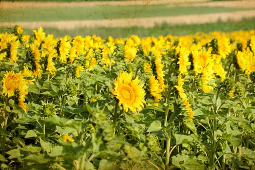 Vintage photo of blooming sunflower field
