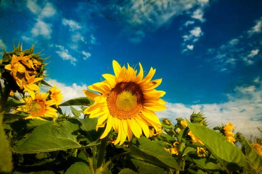 Vintage photo of blooming sunflower field