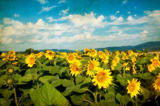 Vintage photo of blooming sunflower field