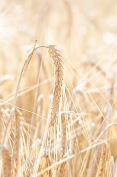 Ripe wheat sowing in the summer